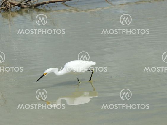 Snowy Egret Hunting
