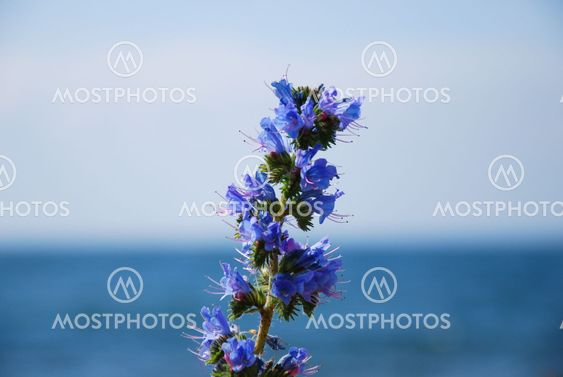 Blue-weed close up