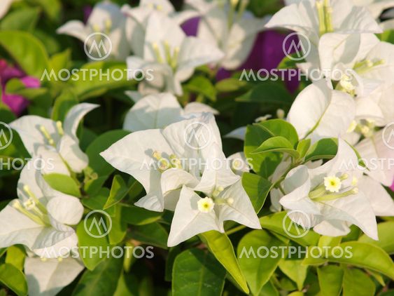 image of bright white Bougainvillea
