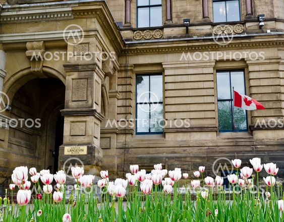 Langevin White Tulips