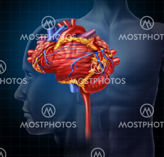 Heart Brain