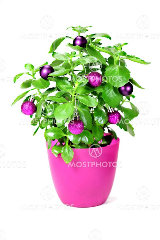 Christmas green plant with baubles