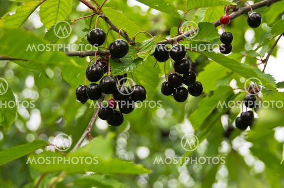 Cherry tree
