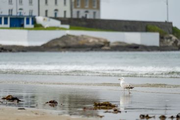 Seagulls in Kilkee, coastal town, popular as a seaside...