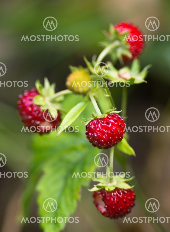 Wild strawberry