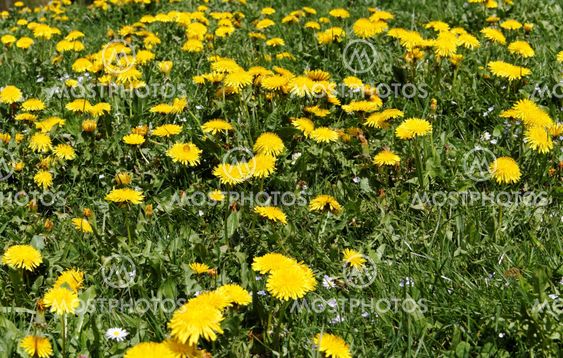 spring meadow