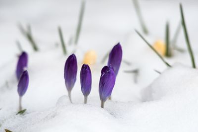 Spring season with crocus flowers in snow