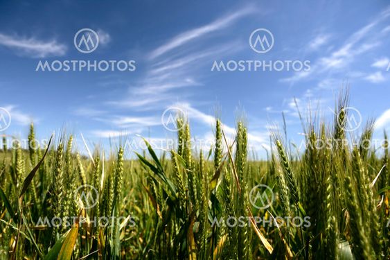 corn crop field in summer