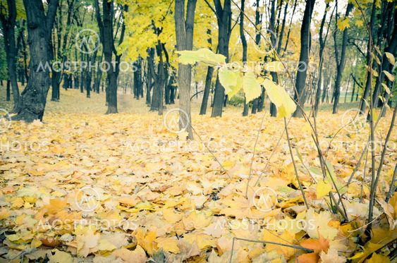 Beautiful natural autumn tree background.retro