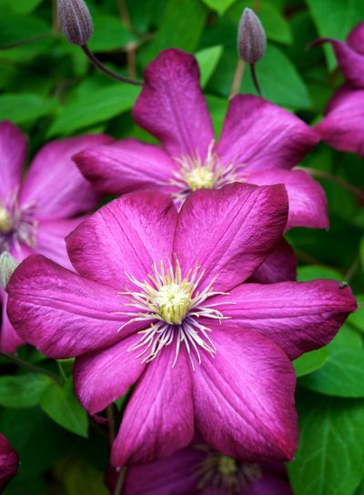 Clematis, Klematis