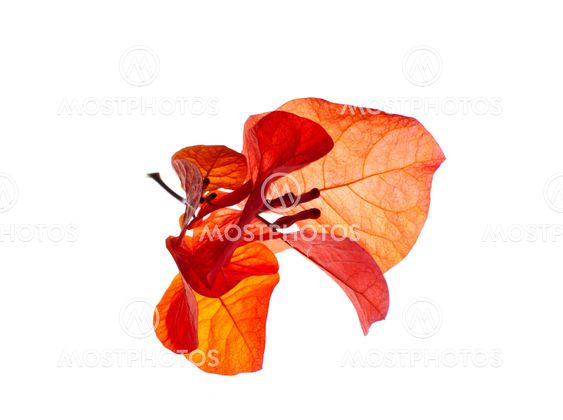Bougainvillea