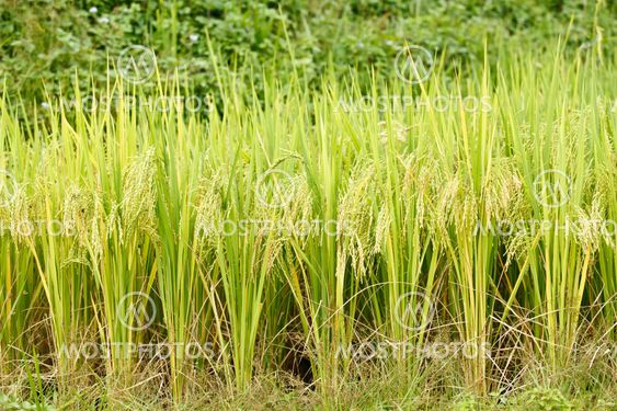 Green rice