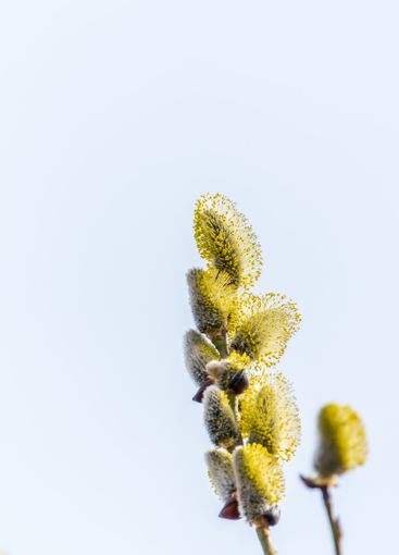 Nature awakes in spring. Blooming willow twigs and furry...