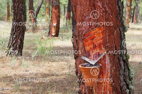 Pinienwald Harzgewinnung - pine forest resin extraction 09