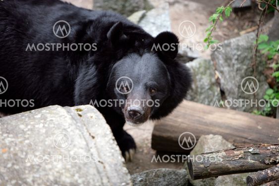 Wild Bear