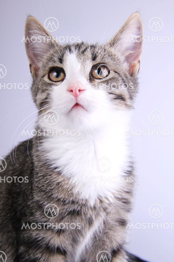 Marked eye kitten