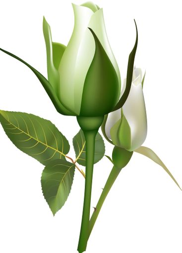 Two delicate white roses are starting to bloom,...