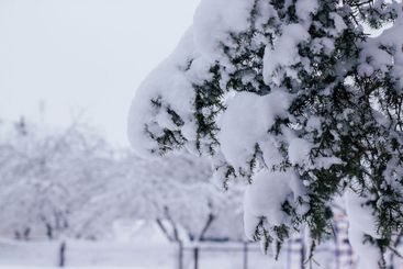 Winter creative background image. Branch of juniper...