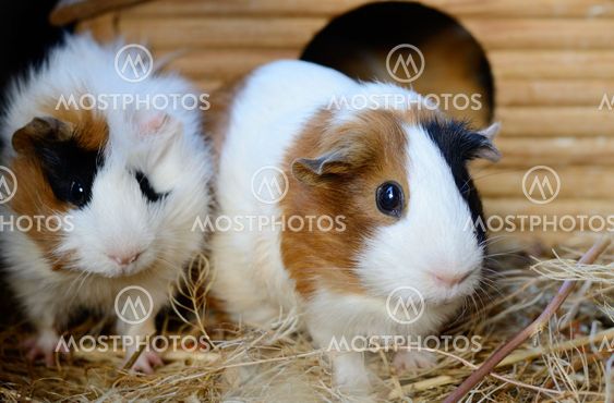 Red and white guinea hot sale pig