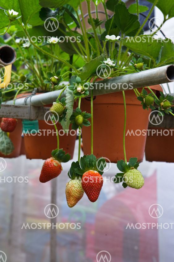 Strawberries with shallow depth of field in a strawberry farm in Cameron Highlands Malaysia