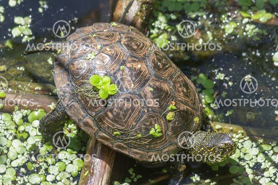 Turtle basking in sunlight on a lake shore