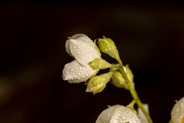wet white jasmine flowers in the spring season
