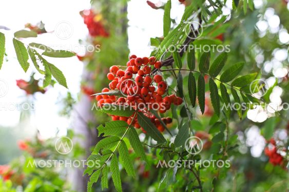 A close up of mountain ash