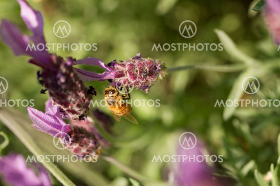 Honey Bee, Apis mellifera