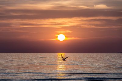 Solnedgång med mås