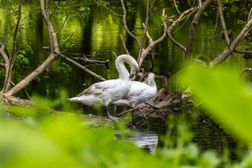 Beautiful white swans preen their feathers, drink water...