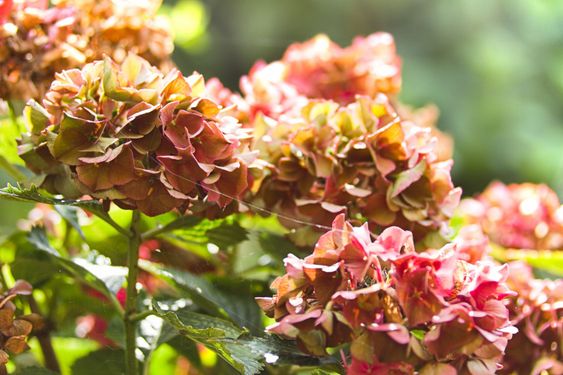 Hydrangea eller Hortensia blommor i höst