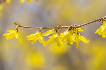 Forsythia. Blooming forsythia bush. Yellow flower on a...