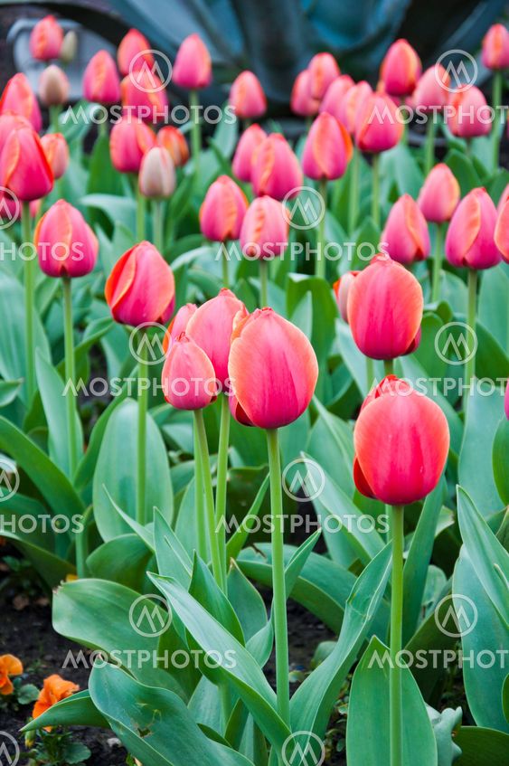 tulip in flower field