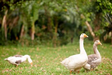 Walking, animals and geese in nature, woods and travel...