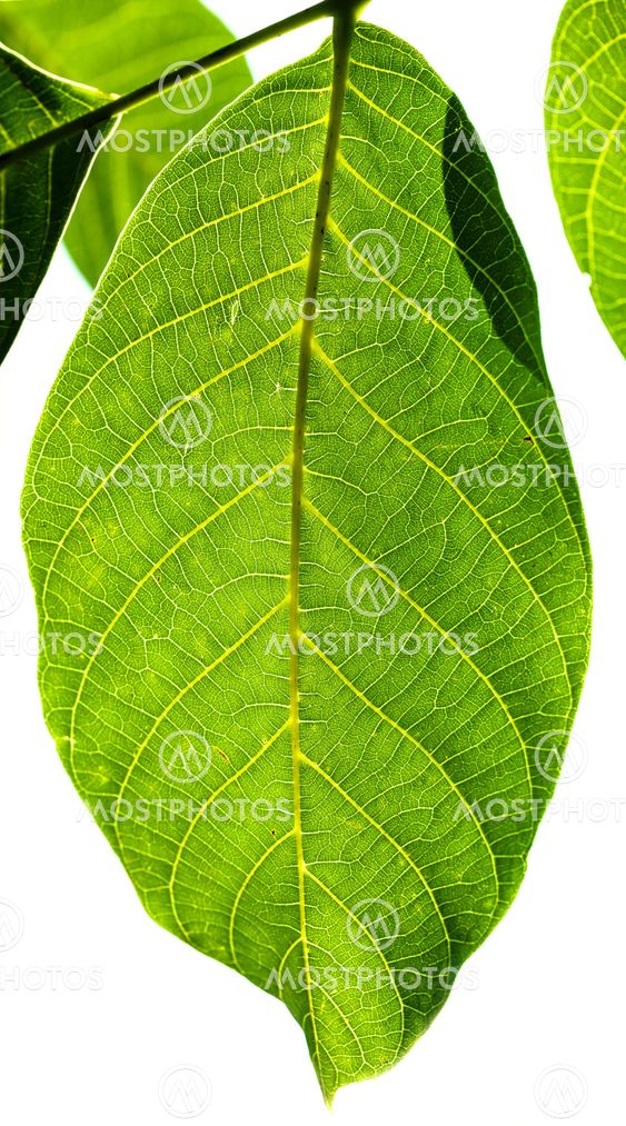 fresh green leaf of Walnut tree illuminated by sun