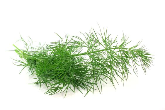 Dill