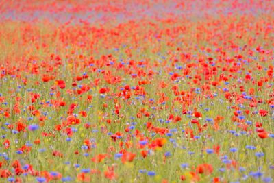 The colors of summer