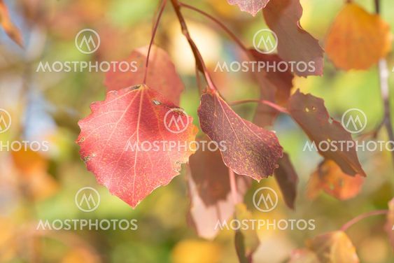 Red aspen leafs during autumn, closeup