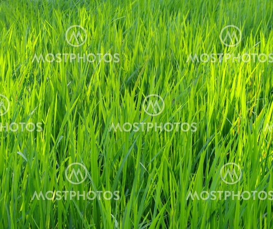Green nature background