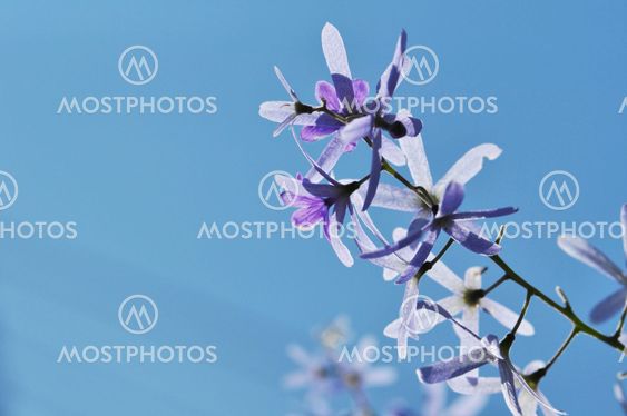 A Purple Flower