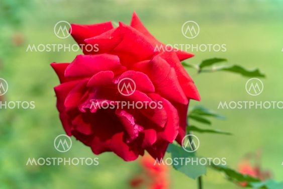 Close up of a rose