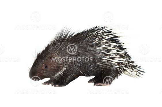 porcupine isolated