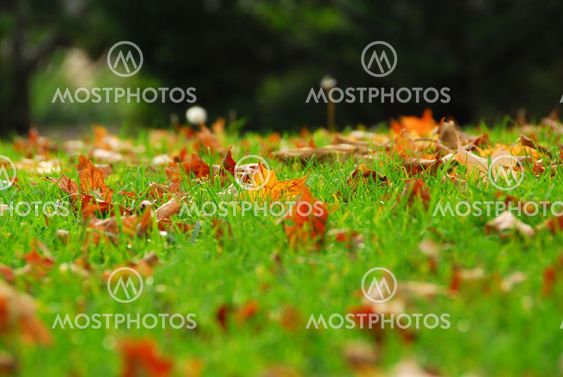 Leaves in grass
