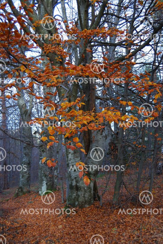 Autumn in forest