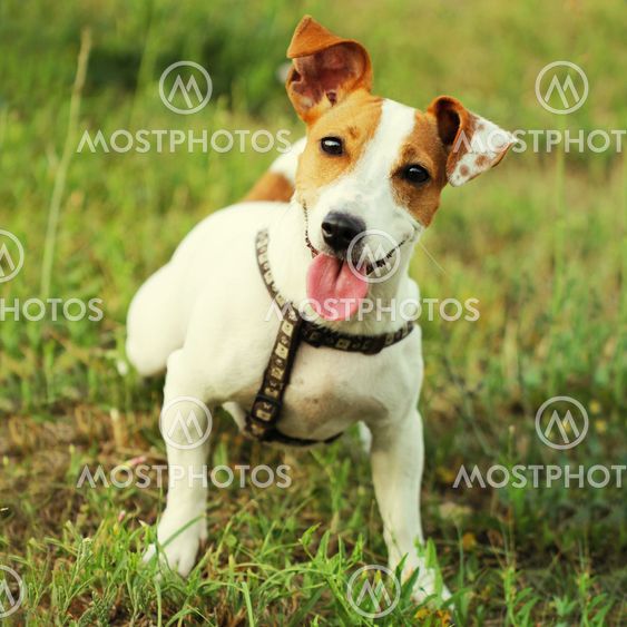 small jack russell terrier