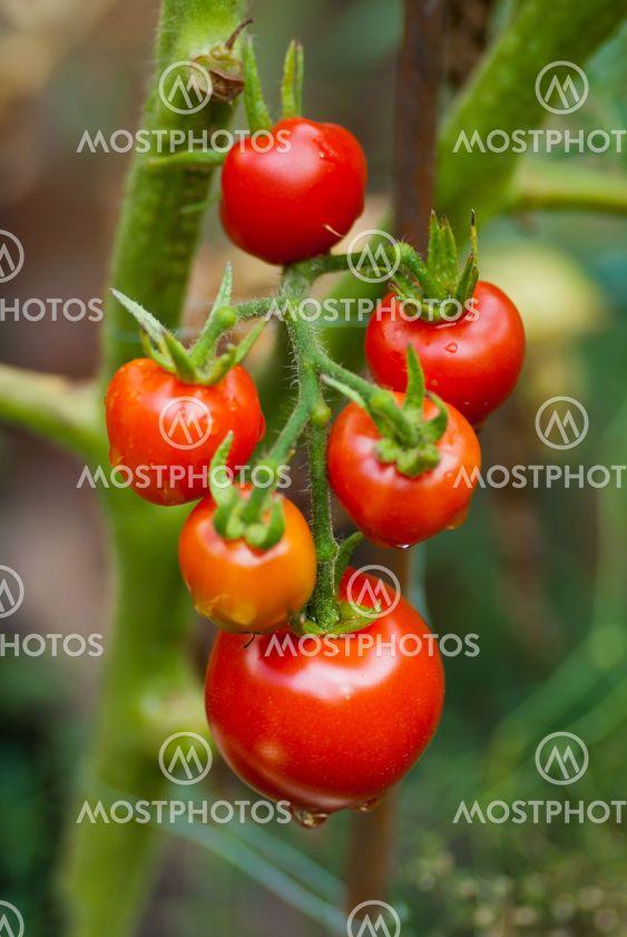 Tomatoes