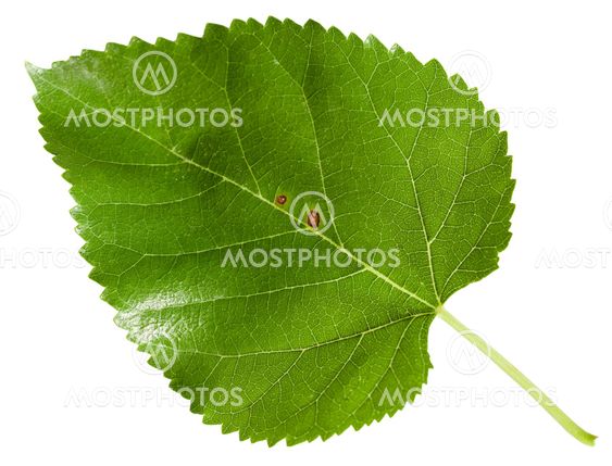 green leaf of Morus tree (black mulberry) isolated