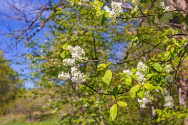 Bird cherry branch with beautiful flowers a sunny spring...