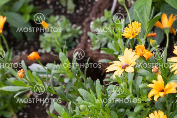 Fresh Orange Flowers