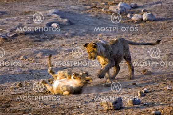 two young lions playing in etosha national park namibia africa
